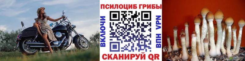 Псилоцибиновые грибы Psilocybe кракен ТОР маркетплейс официальный сайт Бор